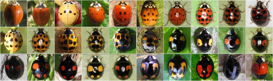 12 Arten von Marienkäfern