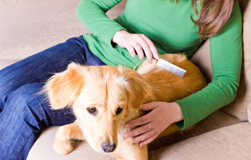 12 Fragen und Antworten zur Hundepflege