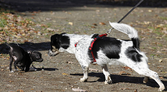 5 Anzeichen von Hundeangst, die Sie erkennen sollten