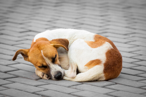 Argentinien: Streunerhunde-Adoptäre zahlen weniger Steuern