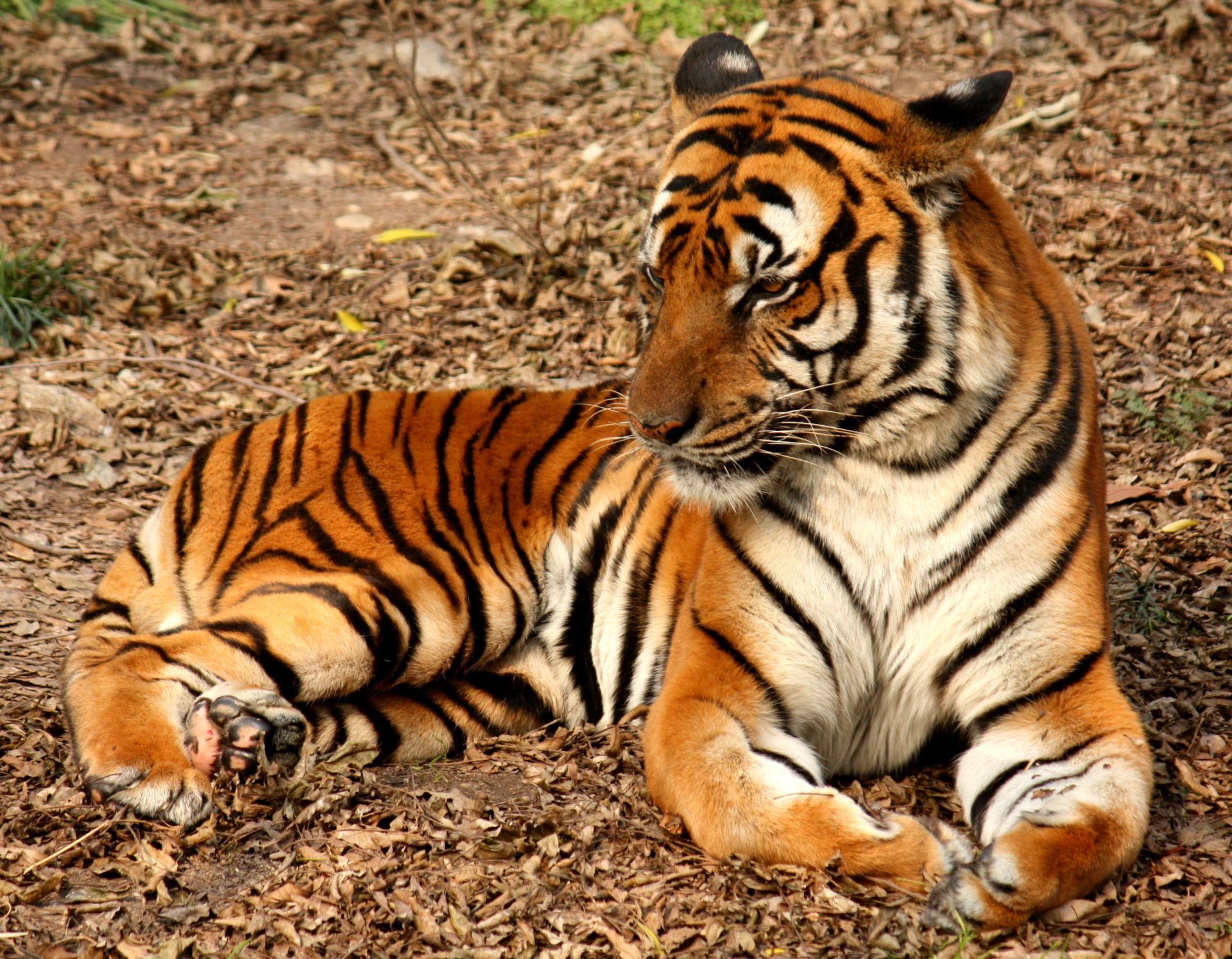 Chinesischer Tiger