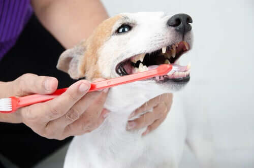 Die Mundhygiene Ihres Hundes – ignorieren Sie sie nicht!