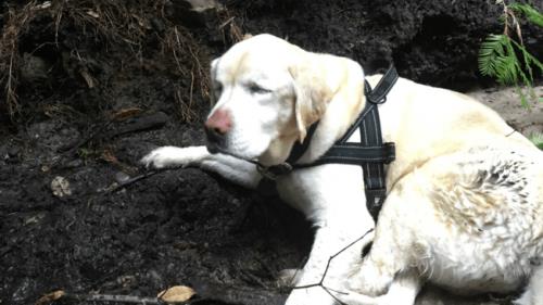 Ein blinder Labrador Retriever überlebt eine Woche im Wald