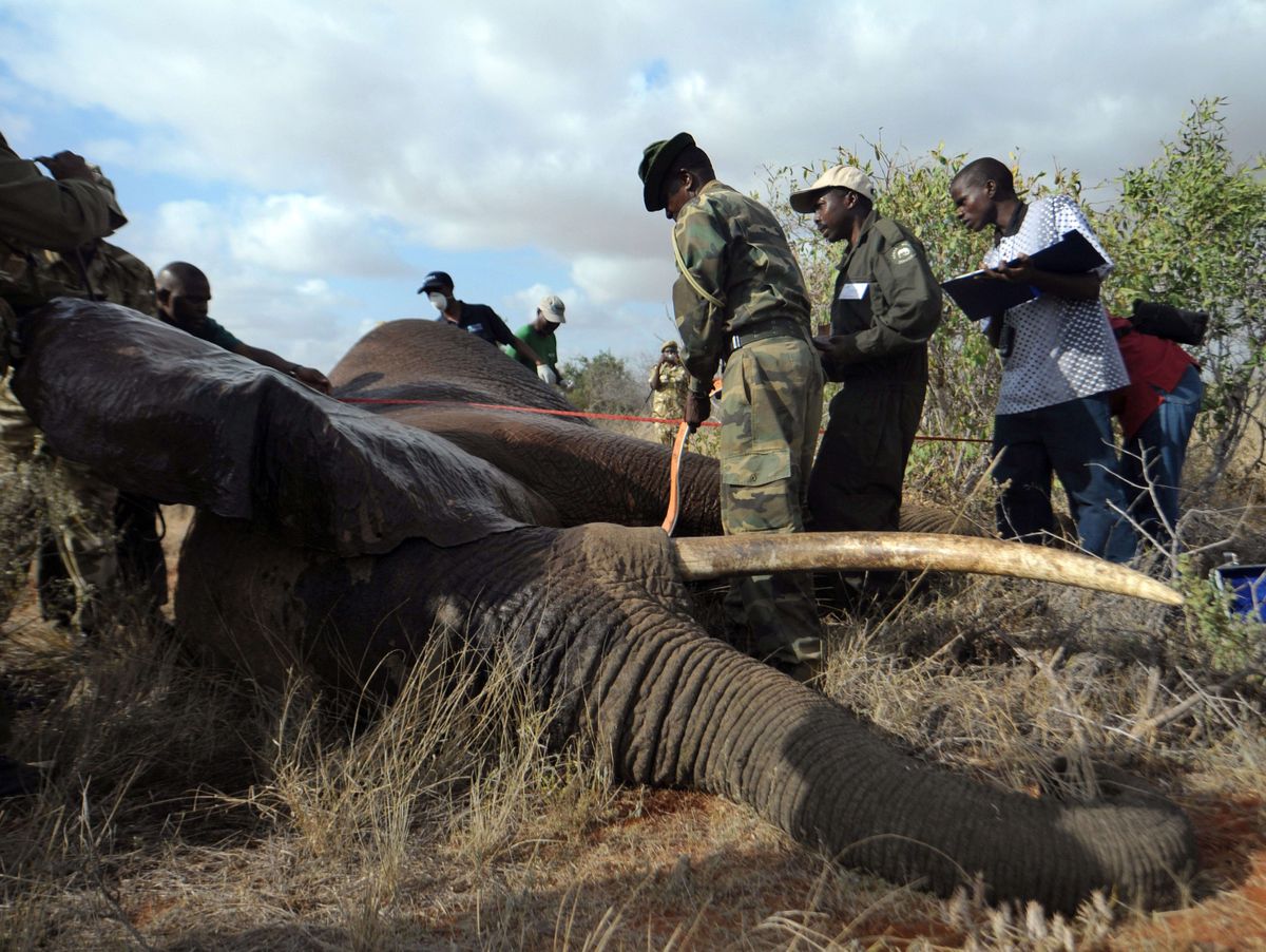 Ein von Wilderern erschossener Elefant läuft weg, um Hilfe zu holen