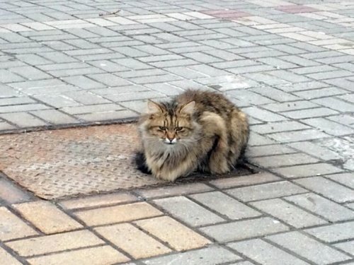 Eine ausgesetzte Katze wartet 1 Jahr auf ihre Besitzer