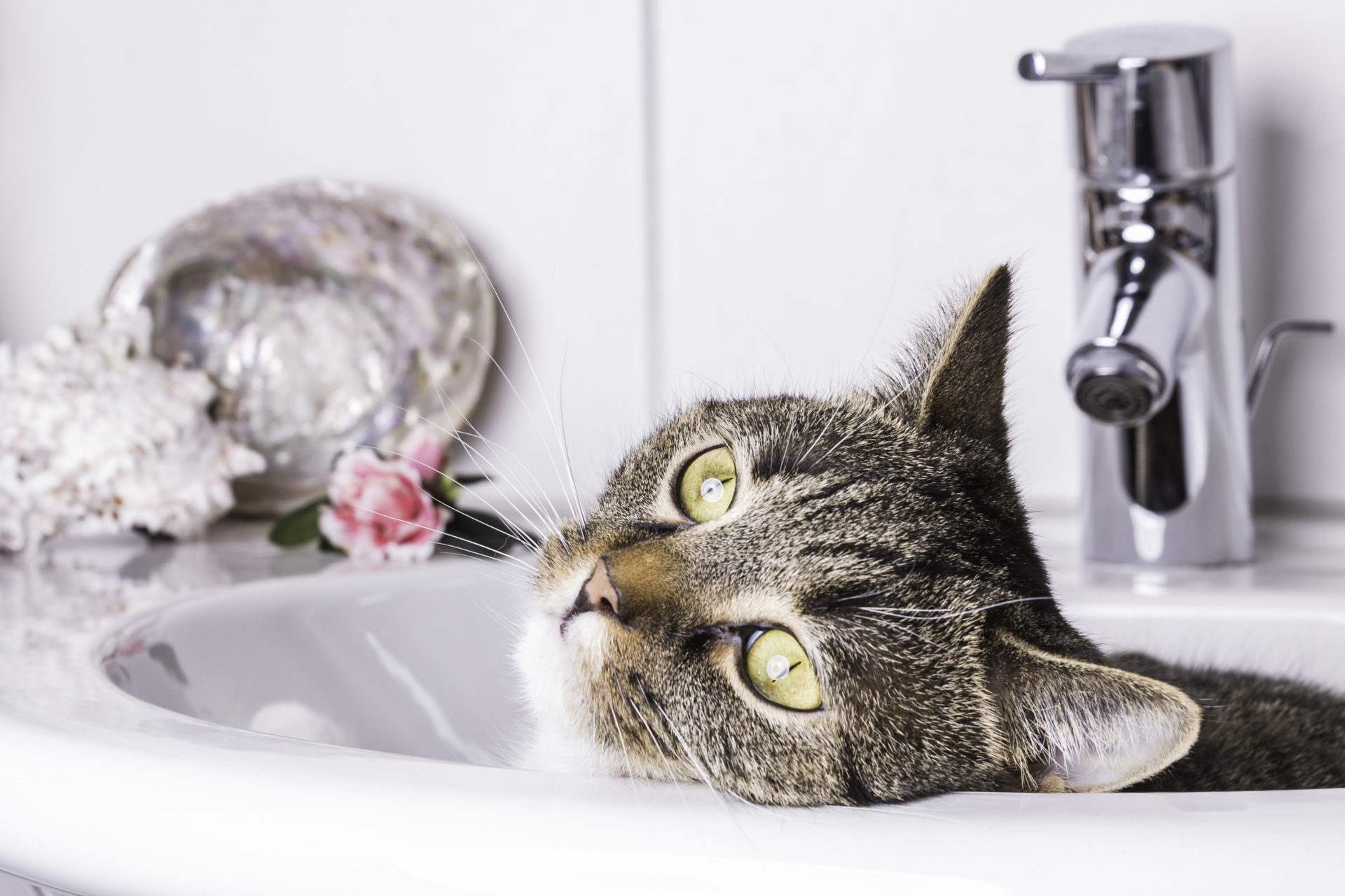 Es ist möglich! Wie badet man eine Katze?