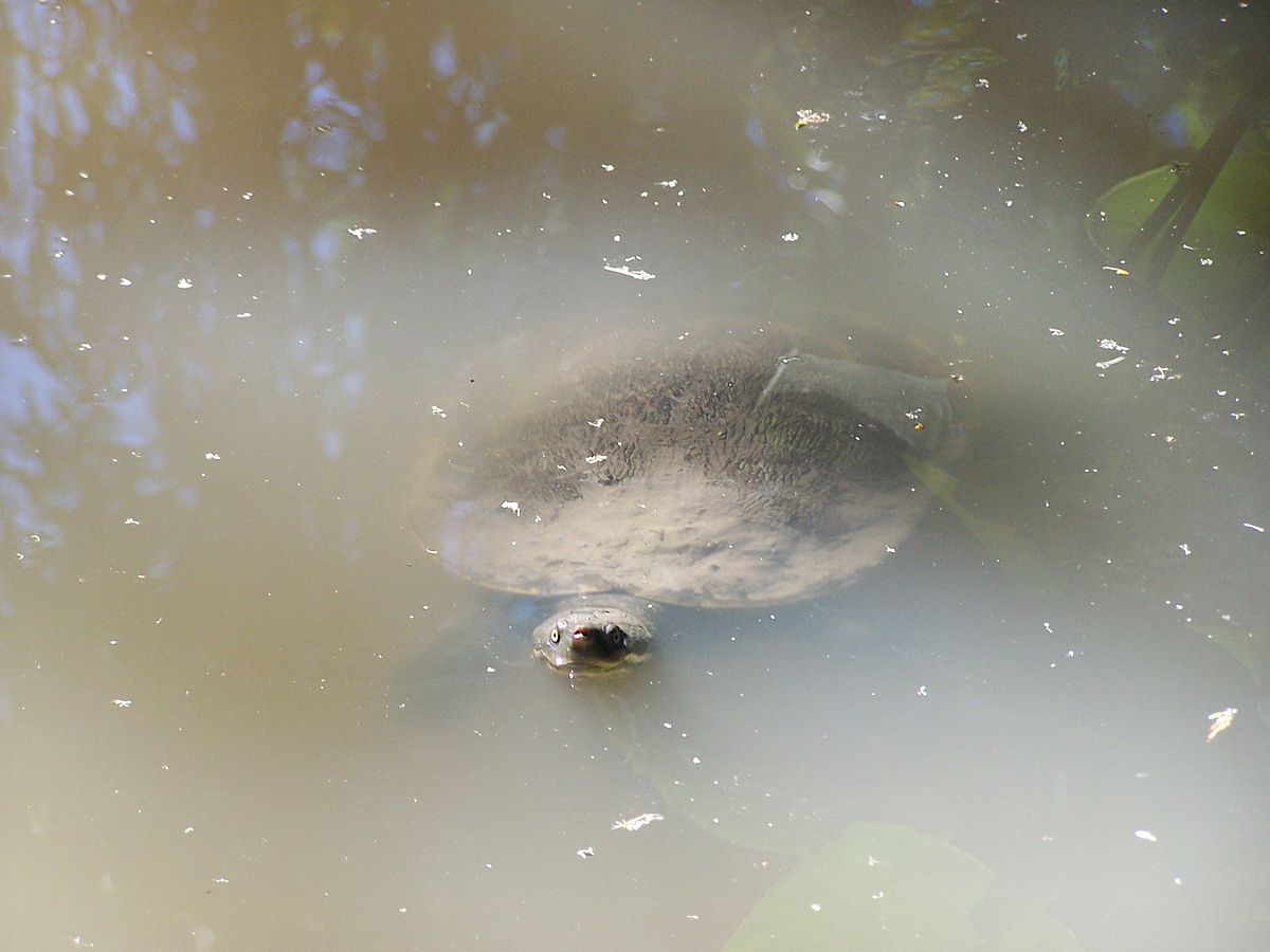 Flussschildkröte (Elusor macrurus)