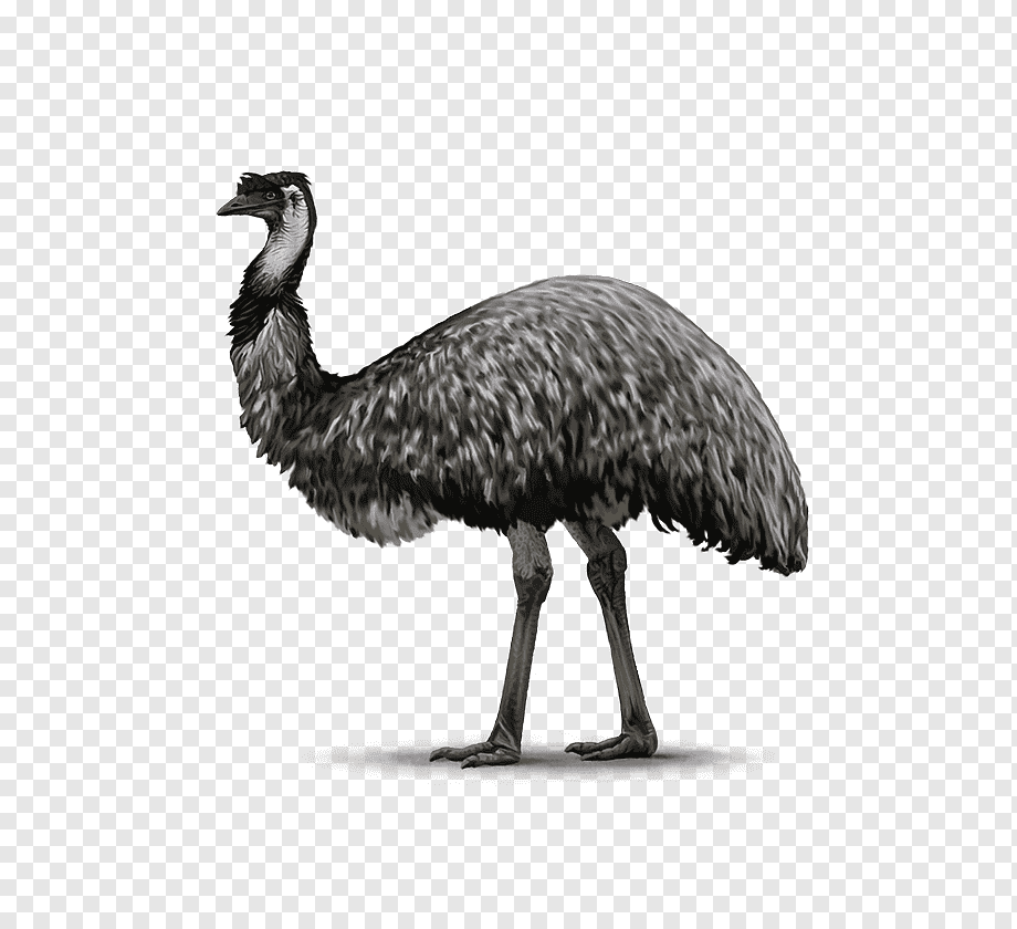 Gewöhnlicher Emus