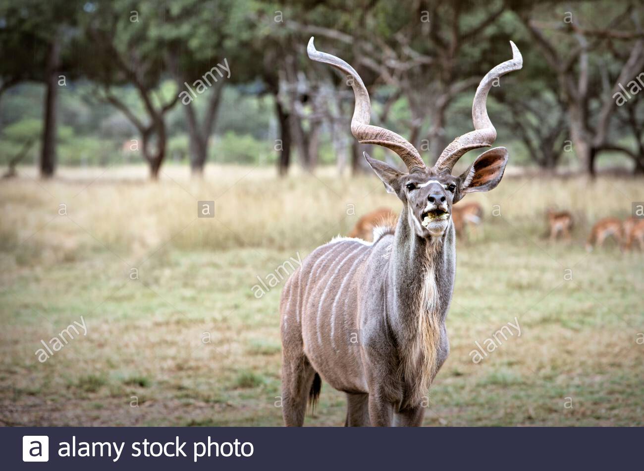 Großartiges Kudu