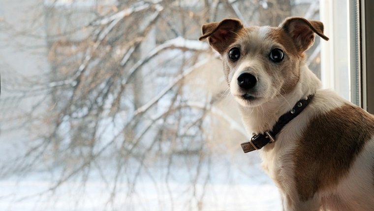 Halten Sie Ihren Hund warm: Ein vollständiger Leitfaden für kaltes Wetter