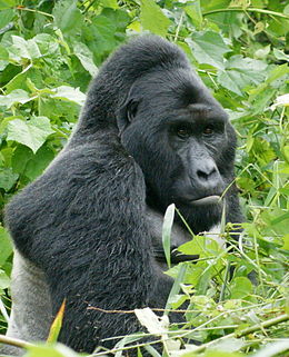Östlicher Gorilla