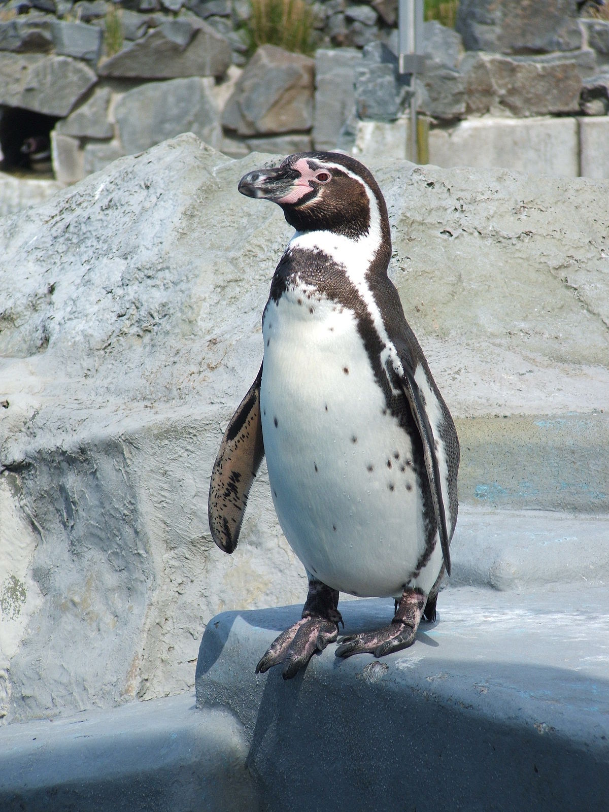 Peruanischer Pinguin (Humboldt-Pinguin)