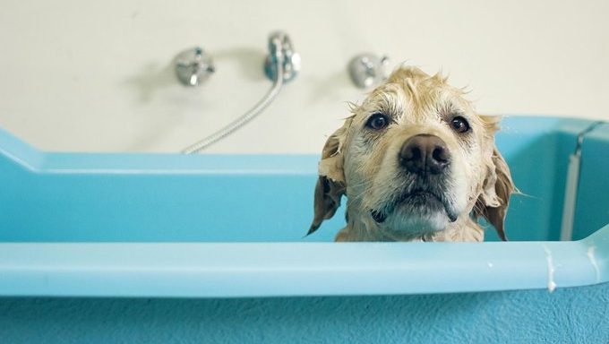 Pet Care 101: Tipps zum Baden Ihres Hundes