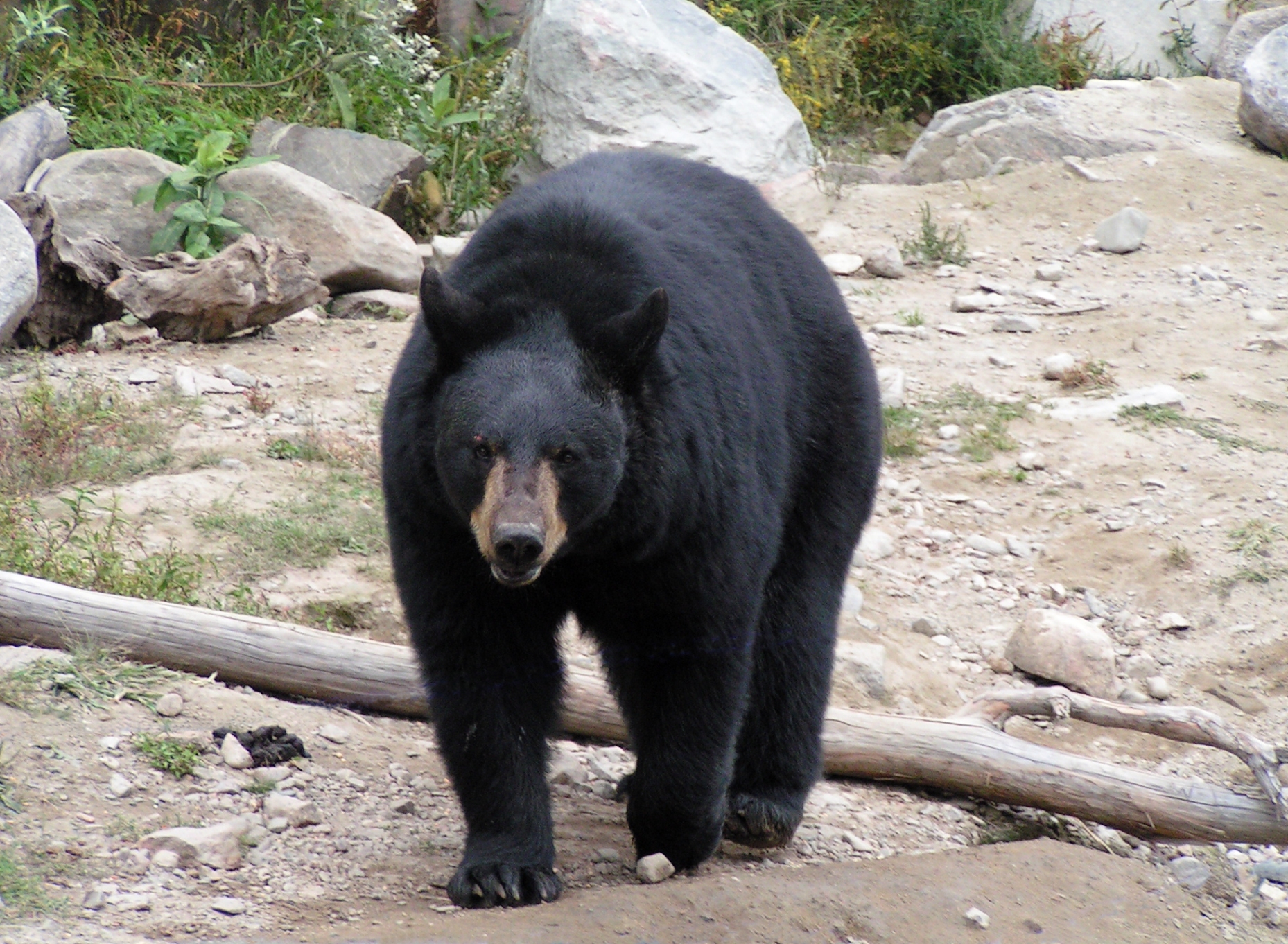 Schwarzbär