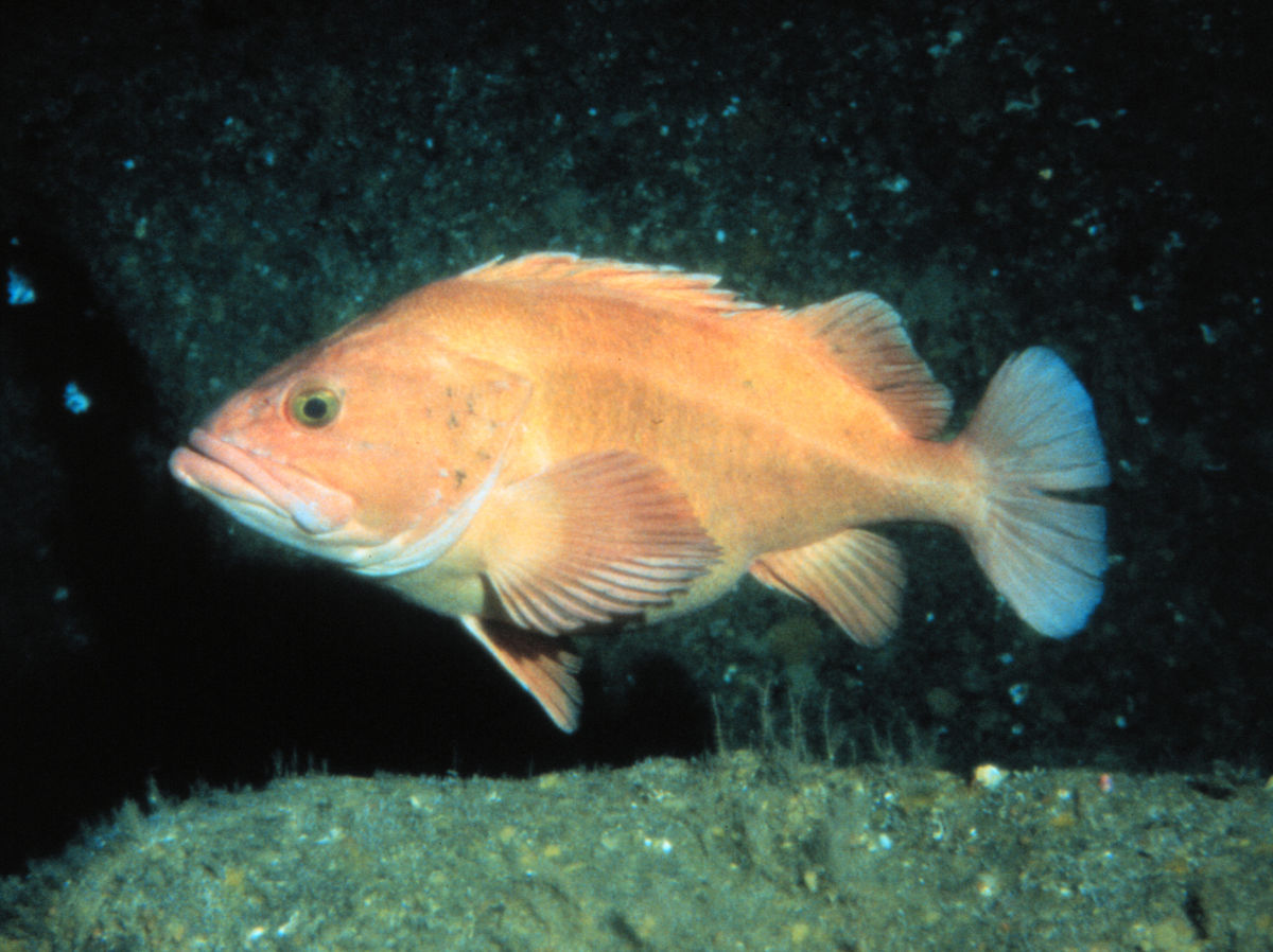 Sebastes (Rockfishes)