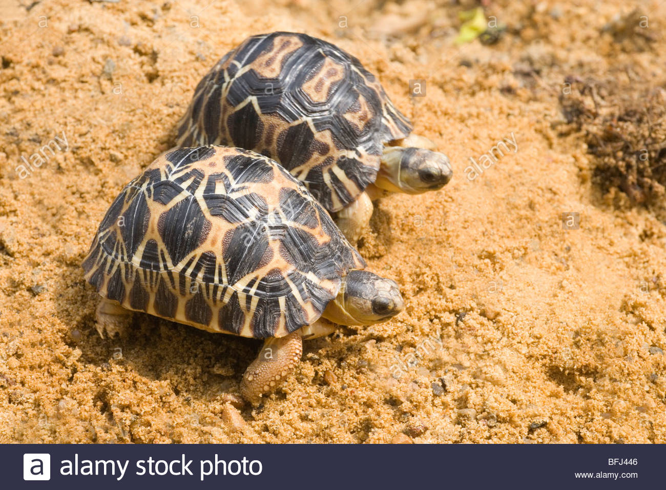 Strahlende Schildkröte