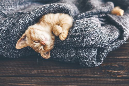 Temperaturänderungen wirken sich auf Ihre Katze aus