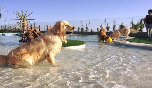 Teneriffa eröffnet Luxus-Hundehotel in Europa
