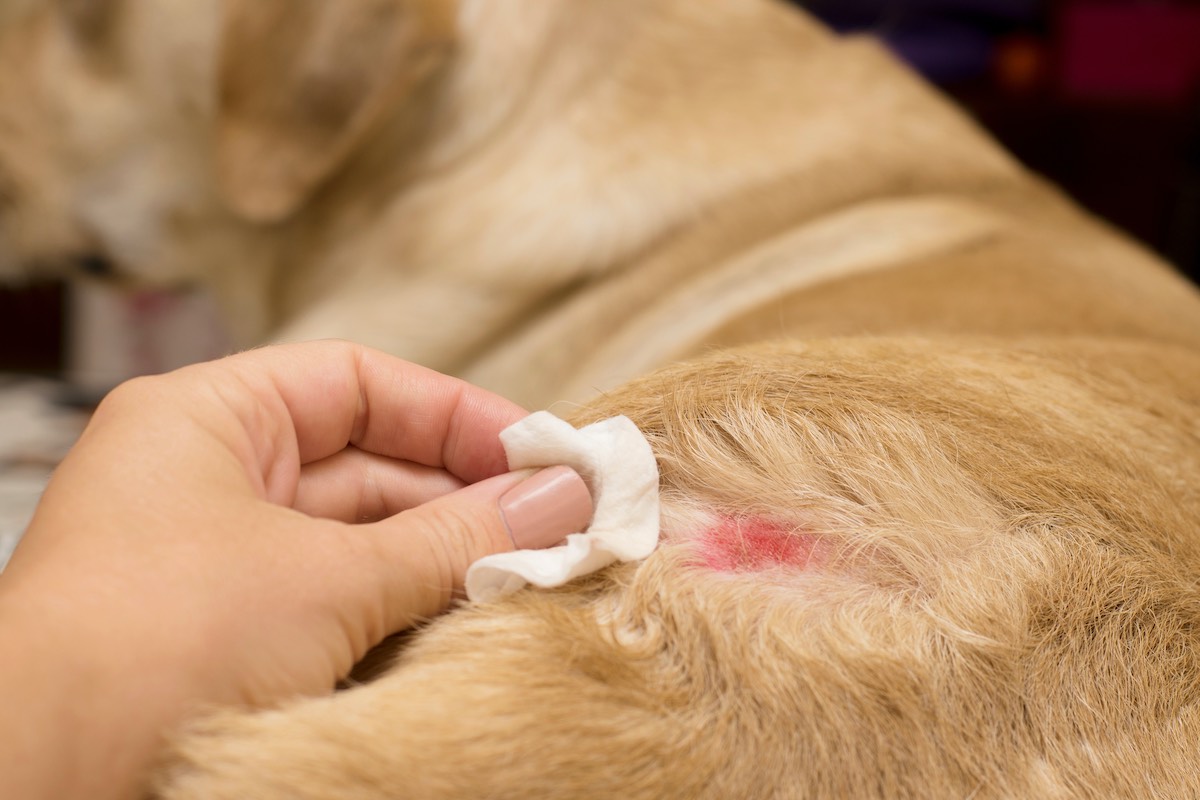 Tiergesundheit 101: Dermatitis bei Hunden mit Lecken bei Hunden