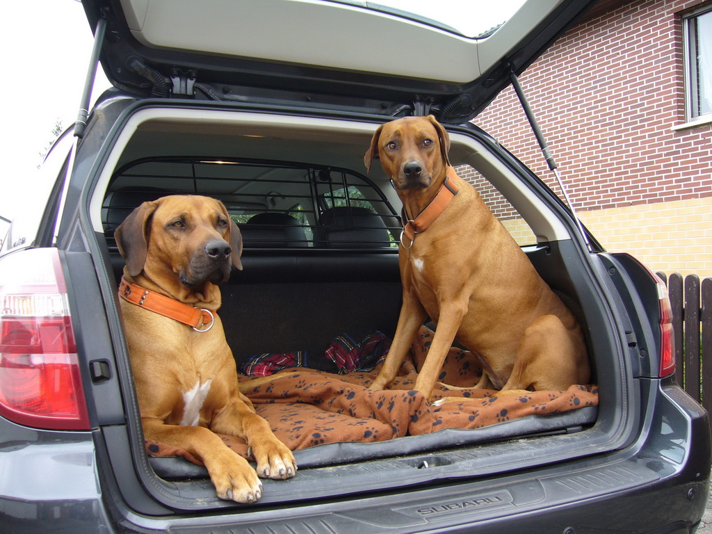 Tipps für die Reise mit Hund im Auto