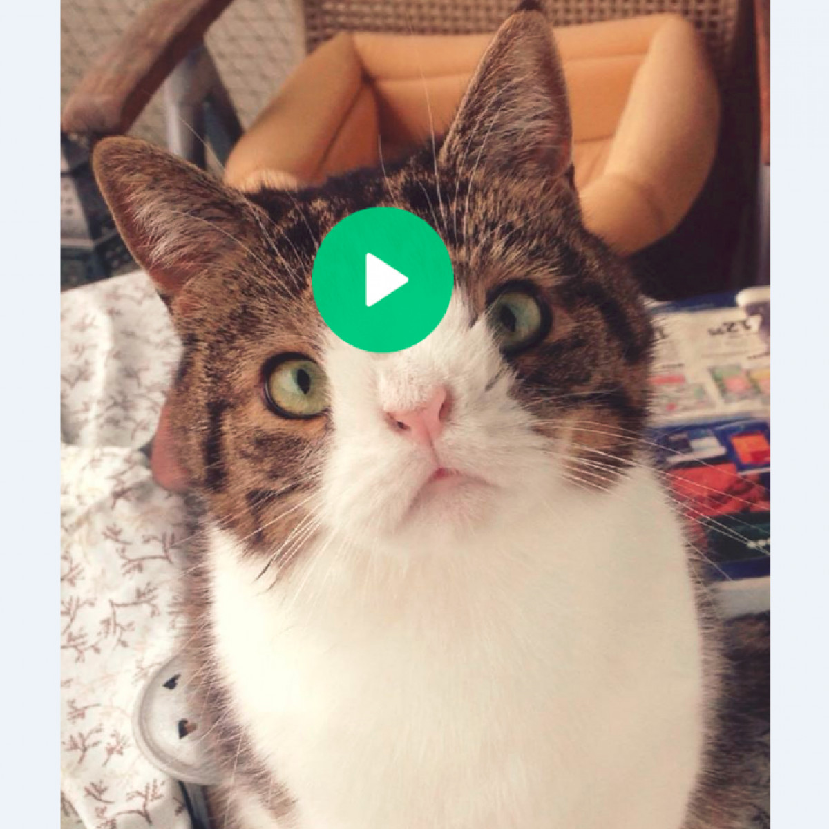 Treffen Sie Monty: die berühmte Katze mit Down-Syndrom online