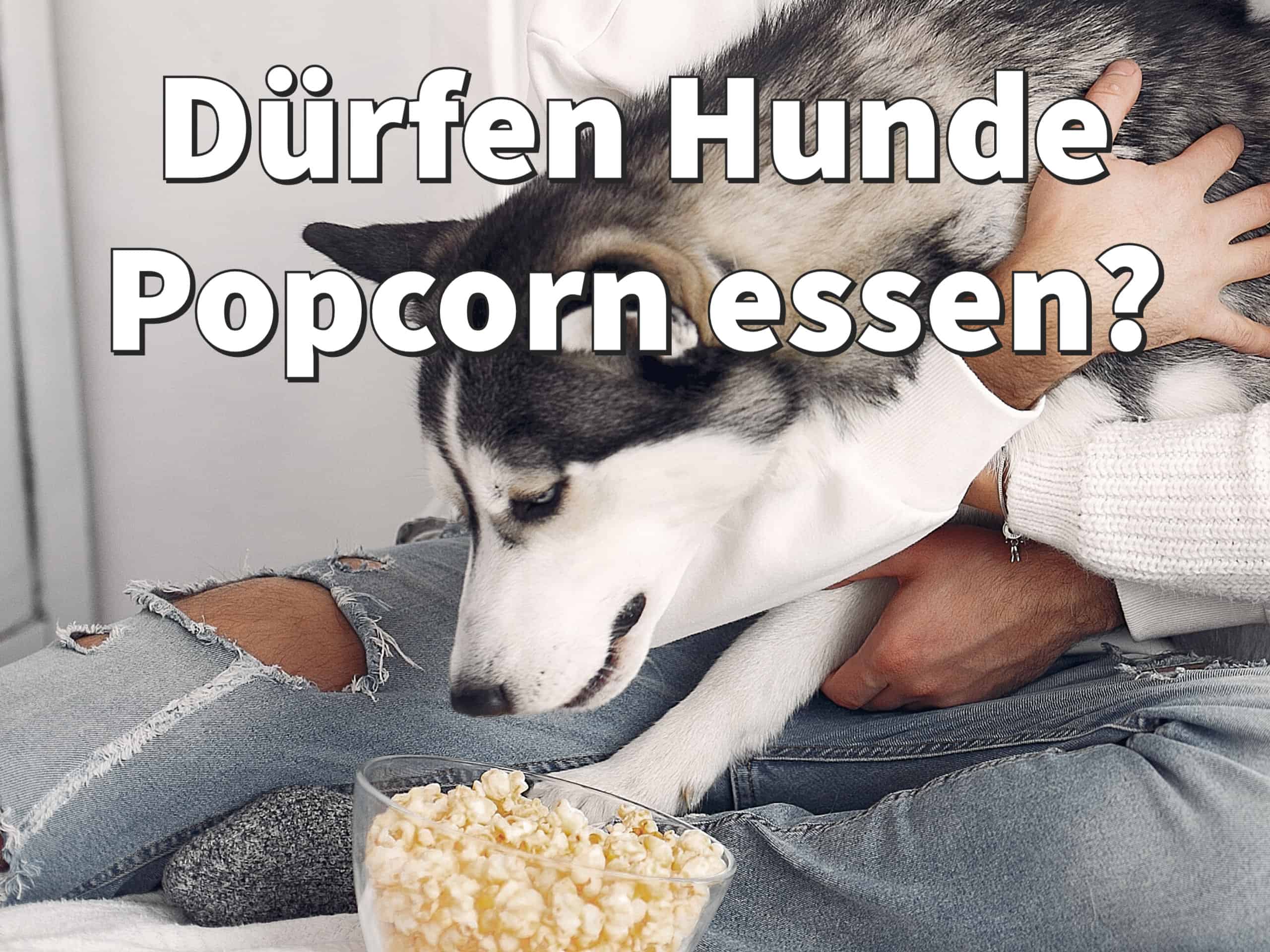 Warum Sie Ihrem Hund niemals Popcorn geben sollten