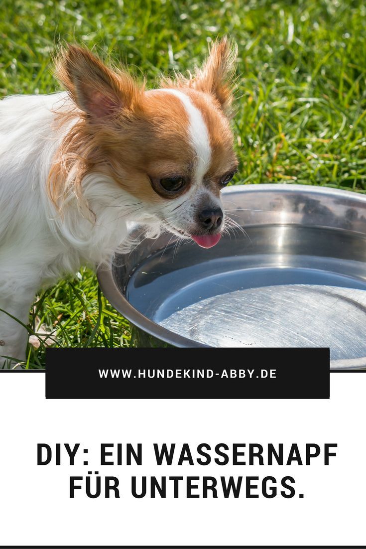 Wie erstelle ich einen DIY-Wassernapf für Ihren Hund?