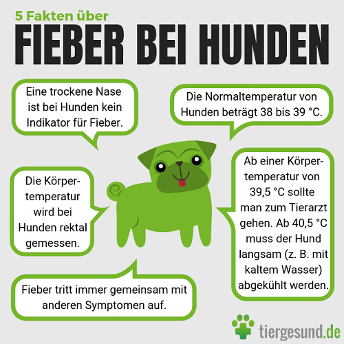 Wie kann man das Fieber eines Hundes senken?