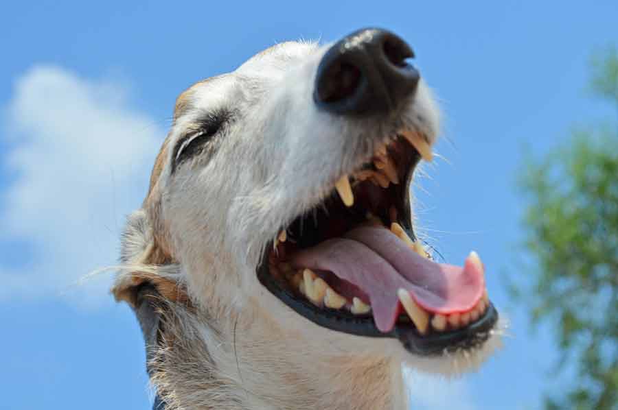 Wie kann man Mundgeruch bei Hunden verhindern?
