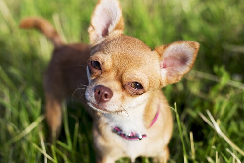 Wie sind Chihuahuas aggressiver als Pitbulls?