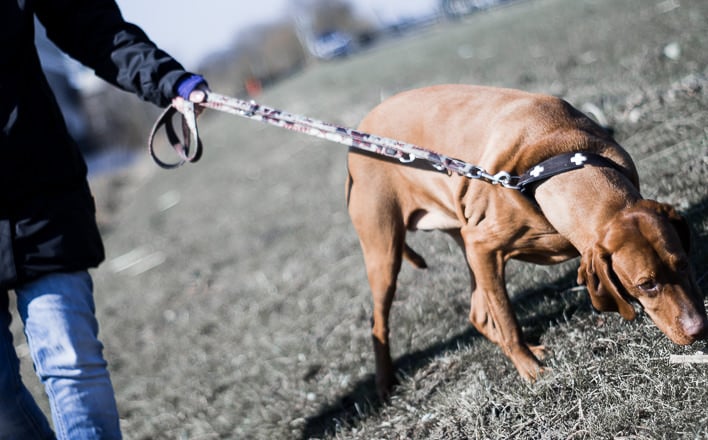 Zieht Ihr Hund bei Spaziergängen? Hier ist die Lösung